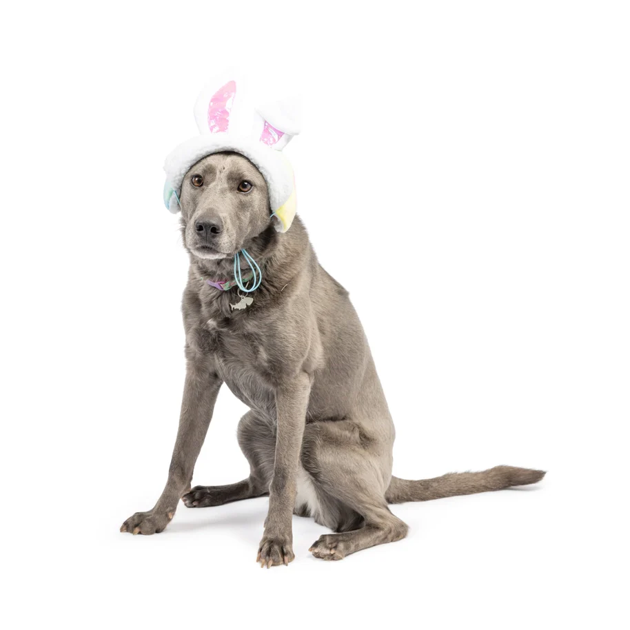Huxley & Kent Bunny Ears Hat with SnugFit - Medium - Image 3