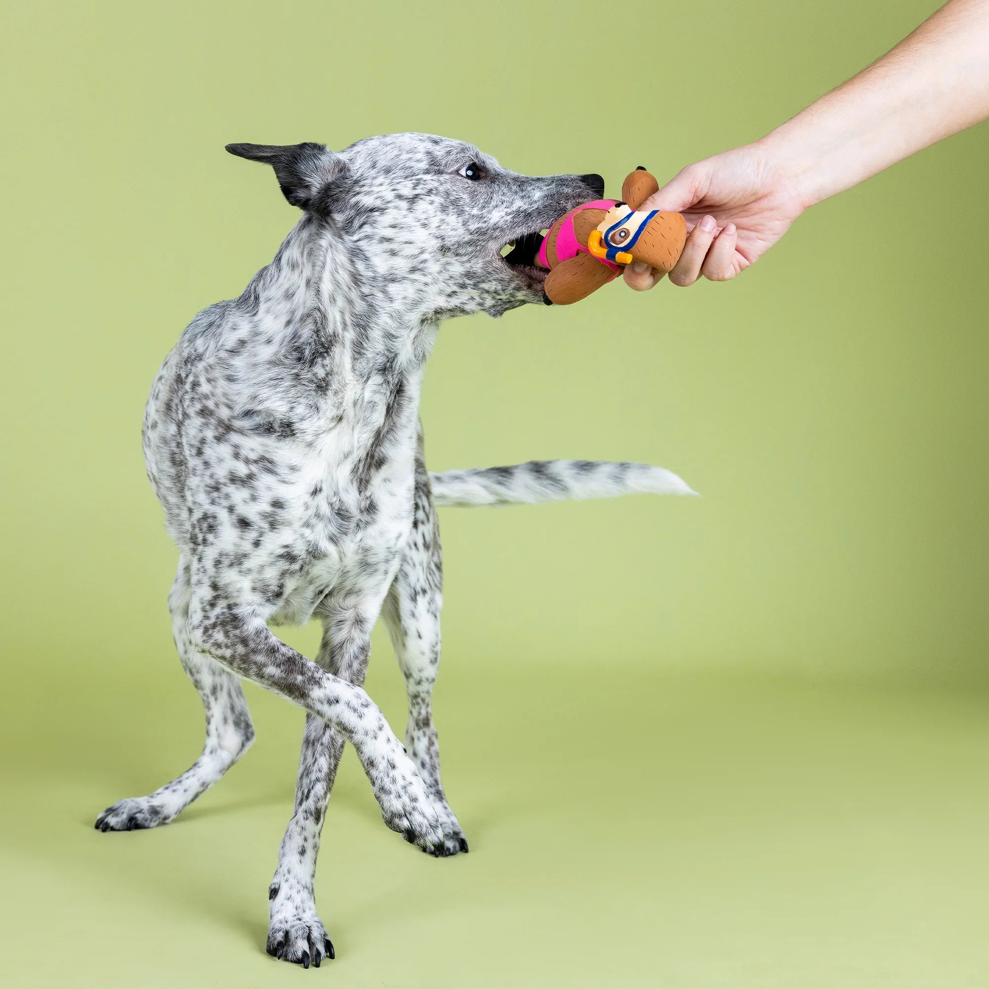 Petshop Eat, Sleep, Snorkel Latex Dog Toy - Image 4