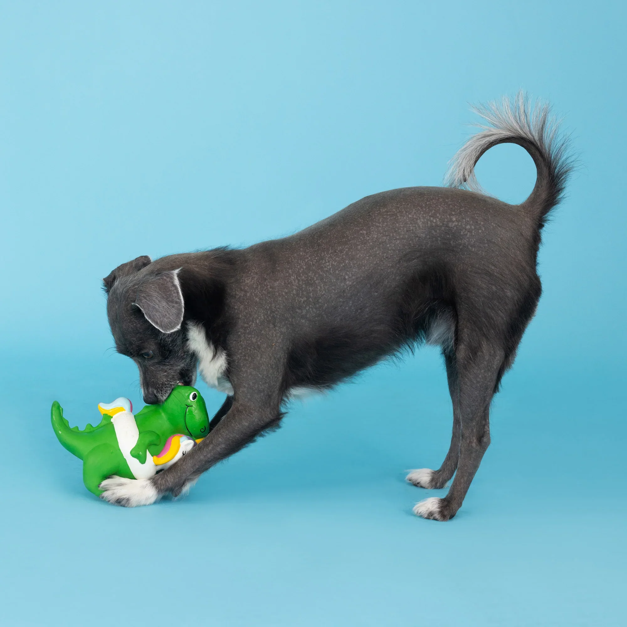 Petshop Pool Side Rex Latex Dog Toy - Image 4