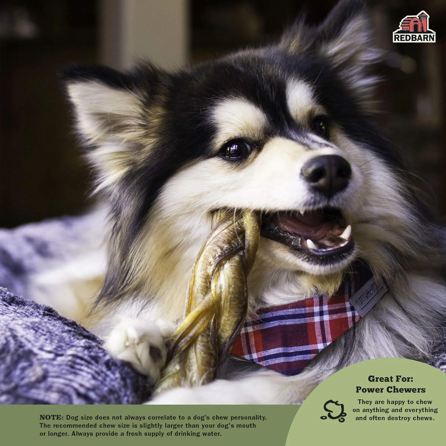 Redbarn All-Natural Braided Bully Sticks - 12" - Image 4