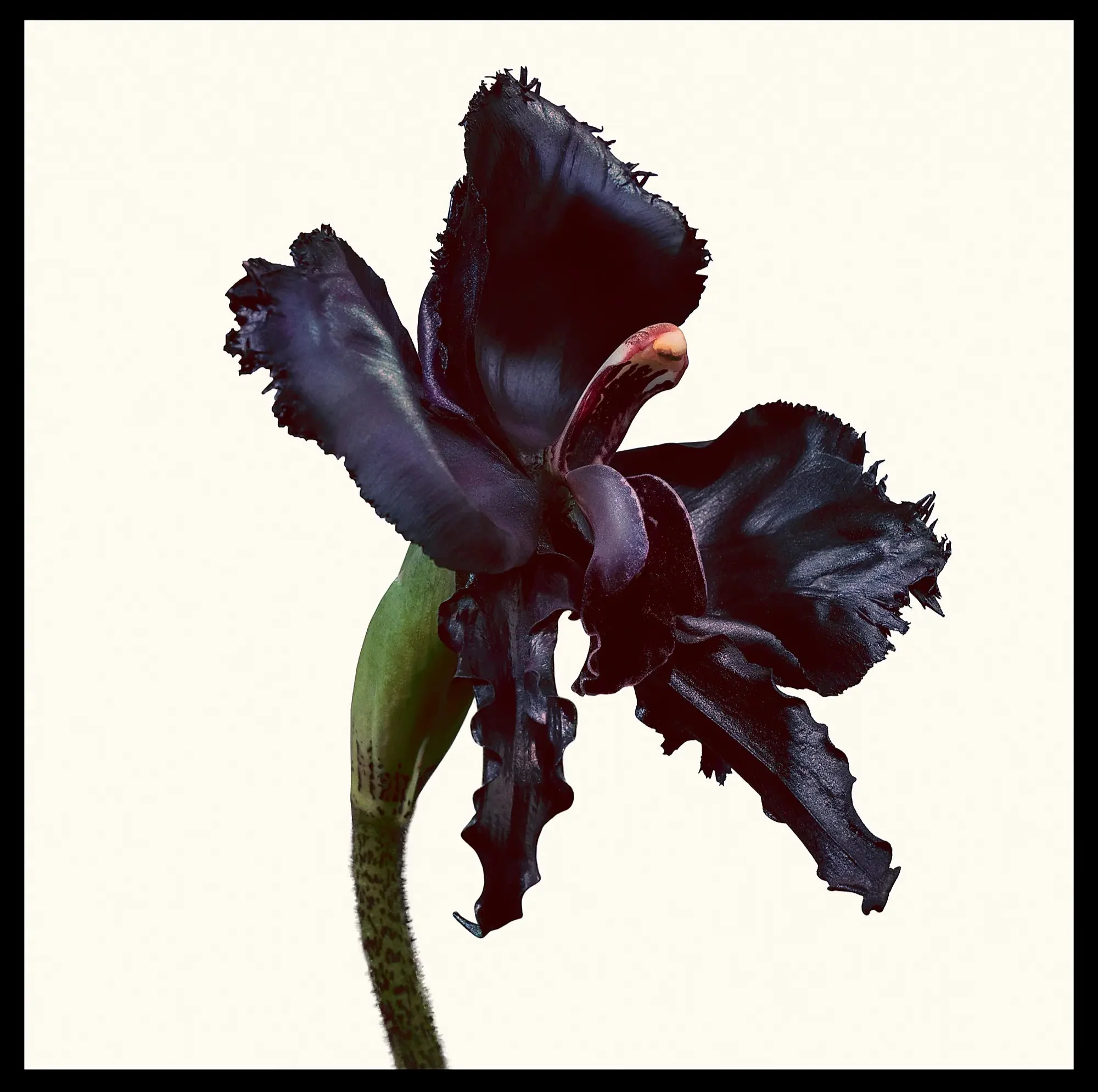 Tom Ford Black Orchid Reserve Parfum Spray - 3.4 oz. - Image 2